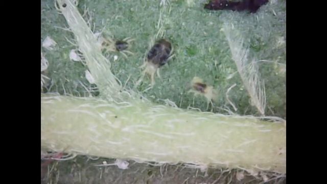 Паутинный клещ кладка яиц смотреть онлайн