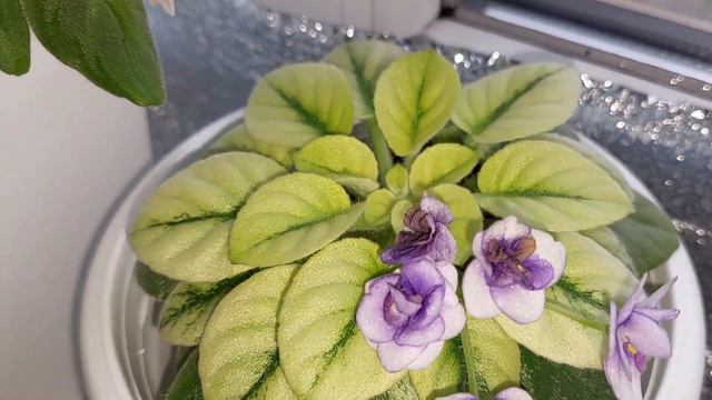 ФИАЛОЧКИ. Цветение в начале Декабря 2022. смотреть онлайн