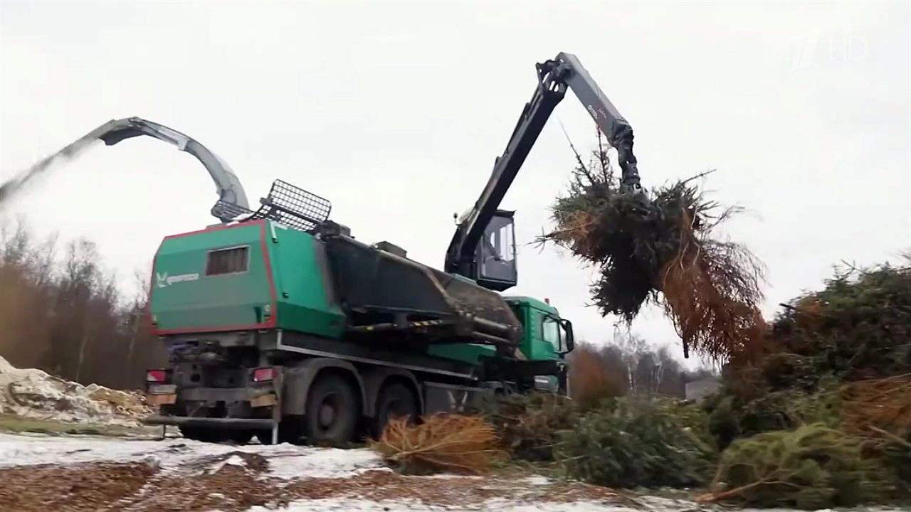 Все больше россиян после новогодних праздников отдают елки на переработку
