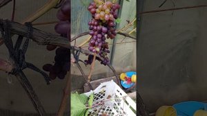 Виноград Кишмиш Запорожский, сбор урожая 6 сентября