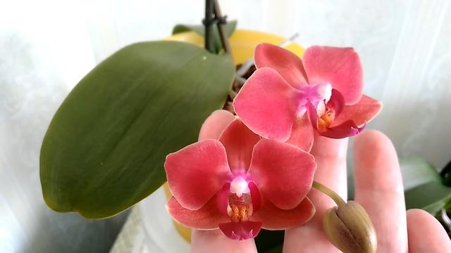 ОРХИДЕИ Фаленопсис: Мария Тереза. Чармер. смотреть онлайн