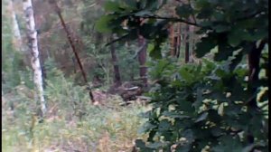 Трелюю лес на газ 66 + лебёдка