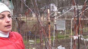 Обрезка малины на зиму. Правила ухода за малиной. Сайт "Садовый мир"