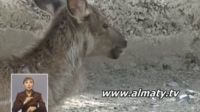 Бэби-бум в алматинском зоопарке смотреть онлайн