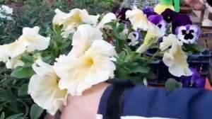 ЧЕМ ПОДКОРМИТЬ ЦВЕТЫ ПЕТУНИЮ для ПЫШНОГО и КРАСИВОГО ЦВЕТЕНИЯ ПЕТУНИИ?цветов.mp4