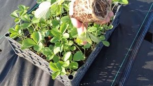 Клубника Альбион: посадка на агроспаме