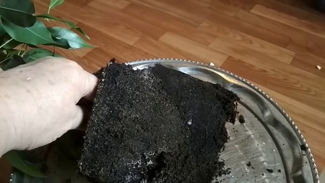 Фикус Бенджамина - уход и пересадка. //Ficus Benjamin-care and transplant.// смотреть онлайн