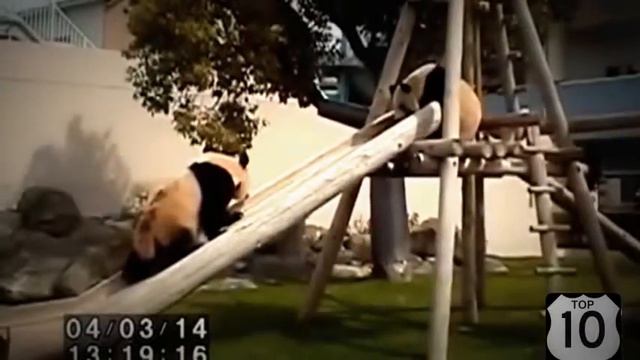 Панды, как дети, катаются с горки ;) смотреть онлайн