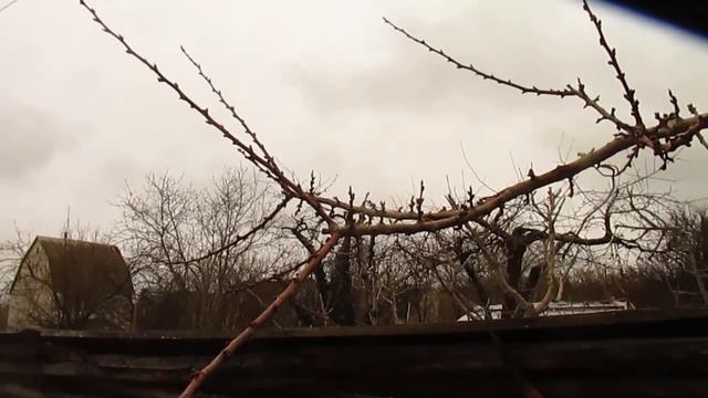 Чем лечить абрикос, если нет на это времени.
