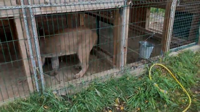 ПУМЫЧ ПОДКАЧАЛСЯ И РАЗОБРАЛ НОВУЮ ИГРУШКУ Реакция больших кошек на дожди смотреть онлайн