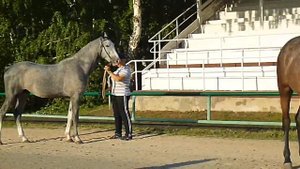 Курганский ипподром/ "Кубок губернатора Челябинской области"   Часть 1