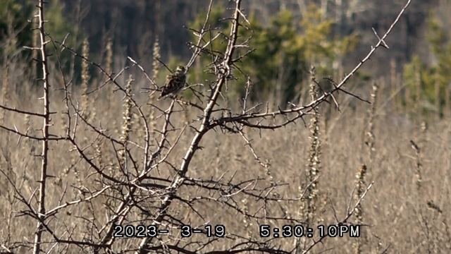 Жаворонок лесной поёт или юла Lullula arborea /два самца дерутся за лучшие места редкие кадры драки смотреть онлайн