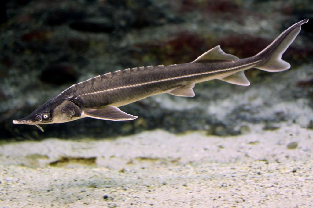 Типичные и редкие виды рыб бассейна Днепра, Дона и Волги