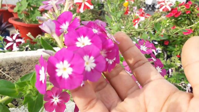 फ्लाॅक्स पर लम्बे समय तक फूल पाए कहीं भी लगाए Phlox flower plant care in pot Hindi смотреть онлайн