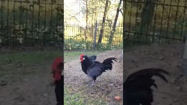 Петух Барбезье 3,5 мес смотреть онлайн