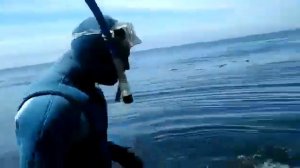 Спасение дельфина_1