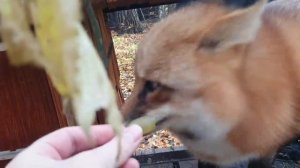 Алиса - лиса. Вредная и виноград