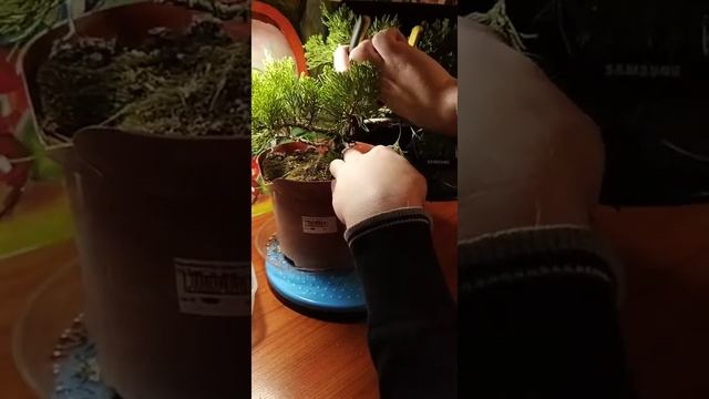 Запись эфира - первичная обрезка Можжевельника