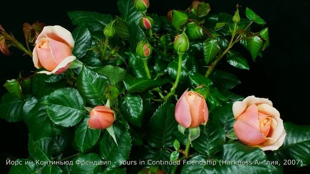 Как распускается роза Йорс и Континьюд Френдшип - Yours in Continued Friendship (Harkness 2007) смотреть онлайн