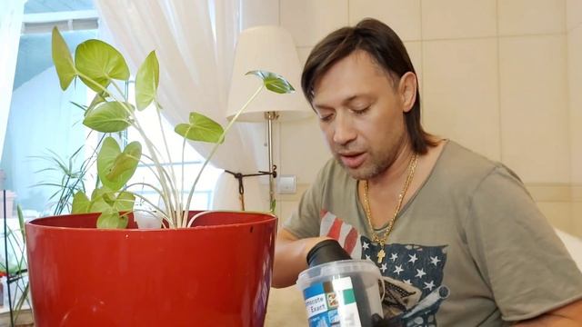 Калла Эфиопская чудо цветок смотреть онлайн