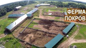 Ферма Покров - племенной репродуктор по разведению Романовской породы овец. Рассказ о хозяйстве.
