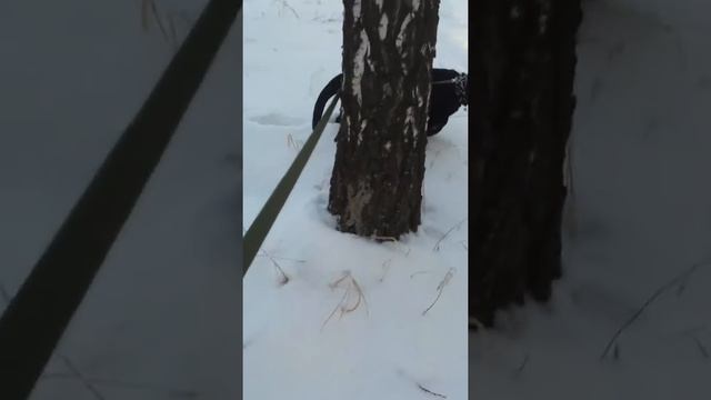 Лабрадор 5 месяцев | Гуляем смотреть онлайн