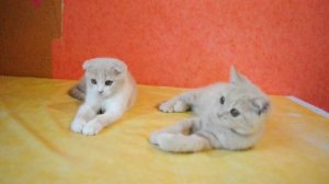 Кремовые мраморные котята