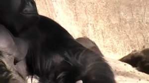 Очень смешные гориллы