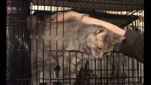 Cats and kittens search to themselves for owners. Коты и котята ищут себе хозяев.