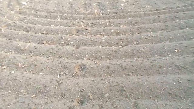 Жизнь в деревне, кролики смотреть онлайн