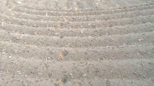 Жизнь в деревне, кролики