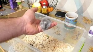 Что делать если  заболел глаз у хомяка?