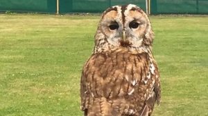 Факты о совах