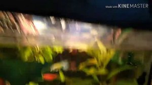 Сколько держатся рыбки без воздуха