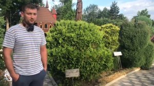 Топиарная стрижка сложных форм