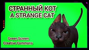 Странный кот видео Green Screen футаж. Хромакей анимация на зелёном фоне.