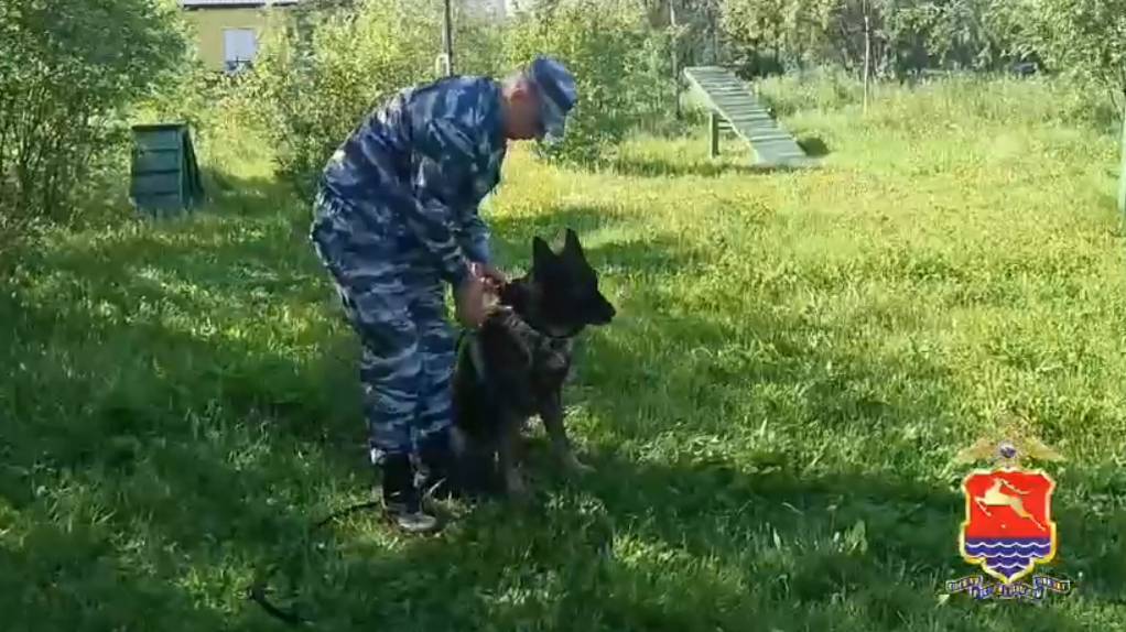 В Магадане полицейские с помощью служебной собаки раскрыли кражу по горячим следам