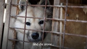 South Korea's Dog Meat Trade