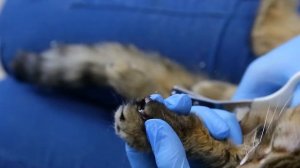 Как стричь когти кошке?