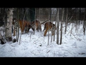 Как мы перевозим тигров в новый вольер/Большие тигры-большие трусы)))))