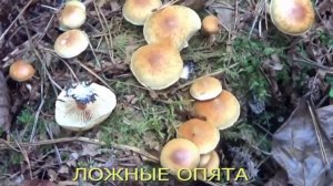 Какие грибы растут в октябре. Ложные опята.