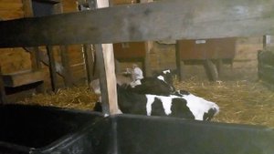 голштинофризская порода быков.