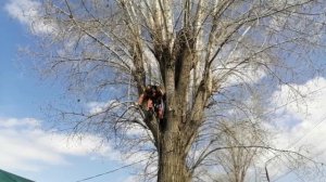 обрезка огромных тополей бензопила энергопром пцб 16