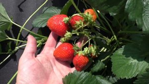 Мара Де Буа супер вкусный ремонтантный сорт