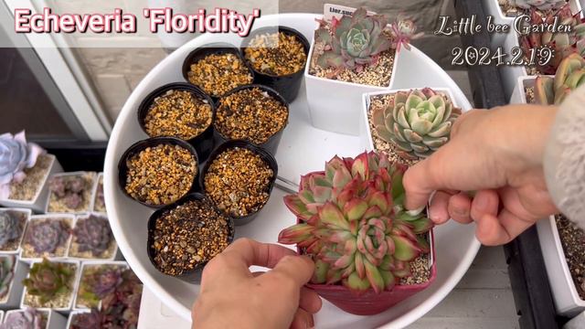 【多肉植物】紅葉増し増しです❣️【ガーデニング】 смотреть онлайн