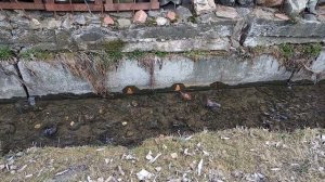 Струшня Могилев / Струшенский овраг / Польское кладбище / Прогулка среди старинных склепов