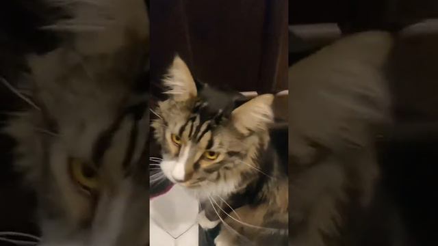 Мейнкун кот МУРЧИТ | Maine Coon cat purring