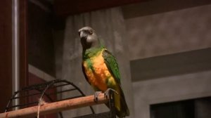 Сенегальский попугай Рокки Б