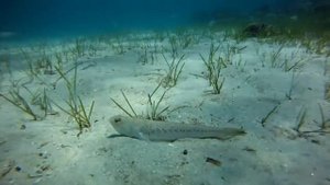 Морской дракончик или рыба способная убить человека