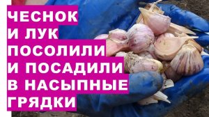 Посолили озимый чеснок и посадили в насыпные грядки Planting winter garlic in the fall with salt